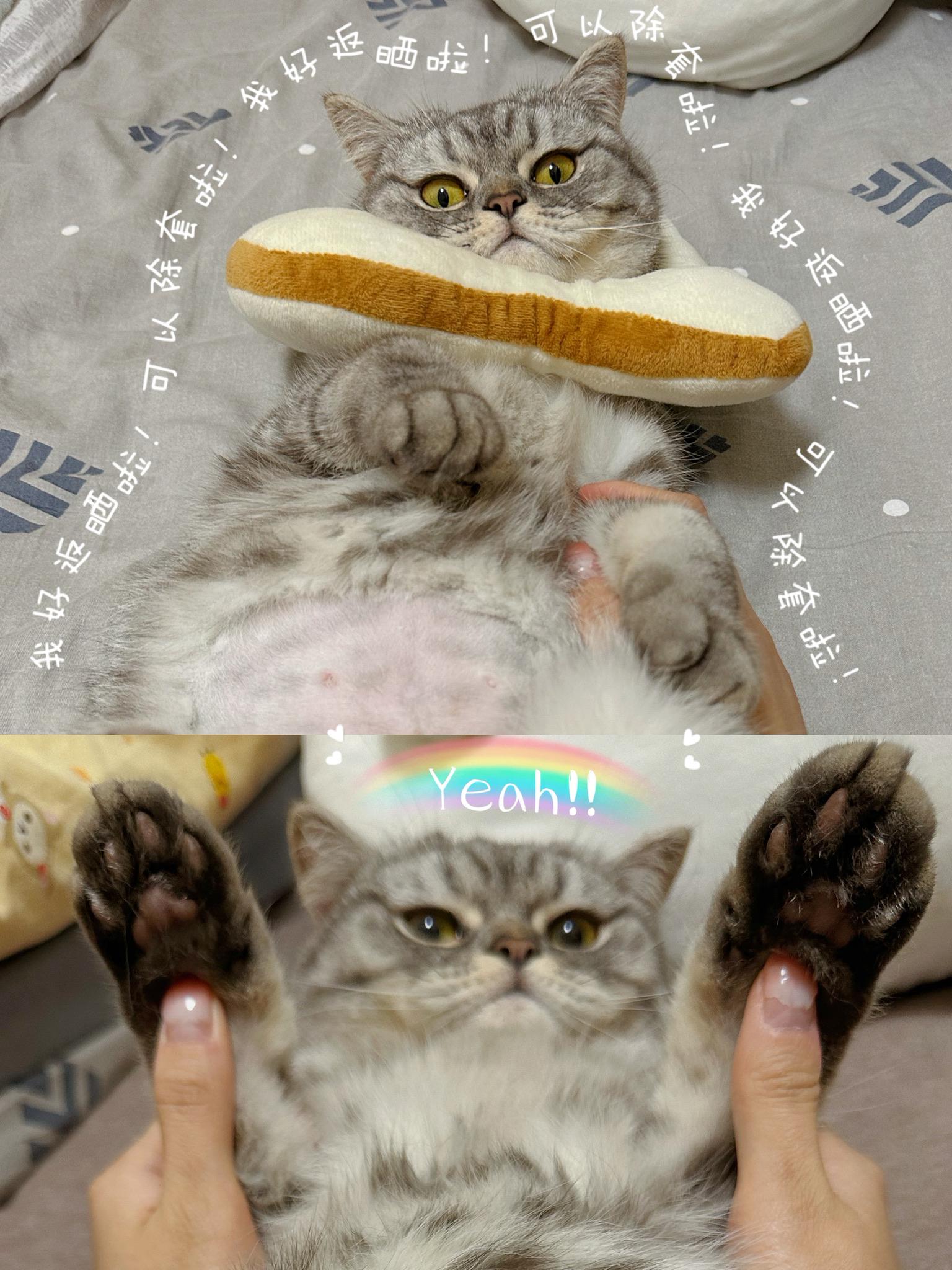 Ori絕育分享 @ori_littlekoala