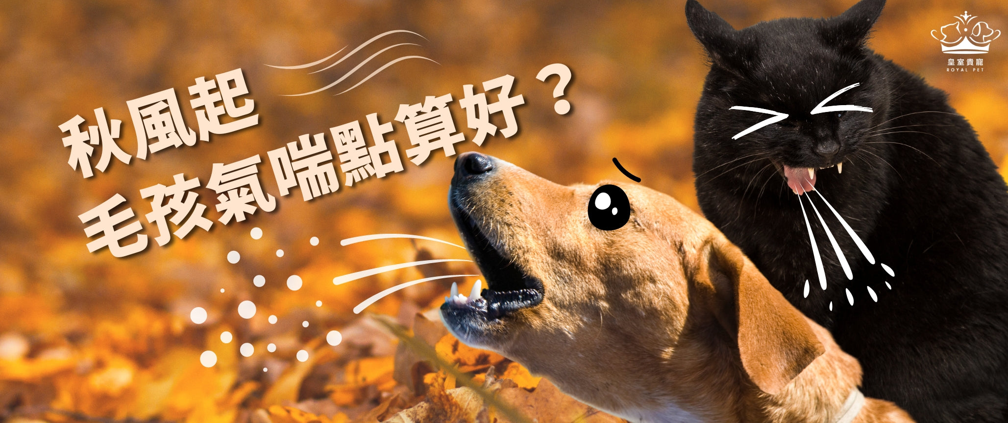秋風起,毛孩氣喘點算好?