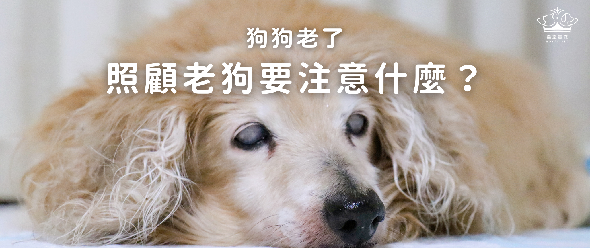 狗狗老了 | 照顧老狗要注意什麼?