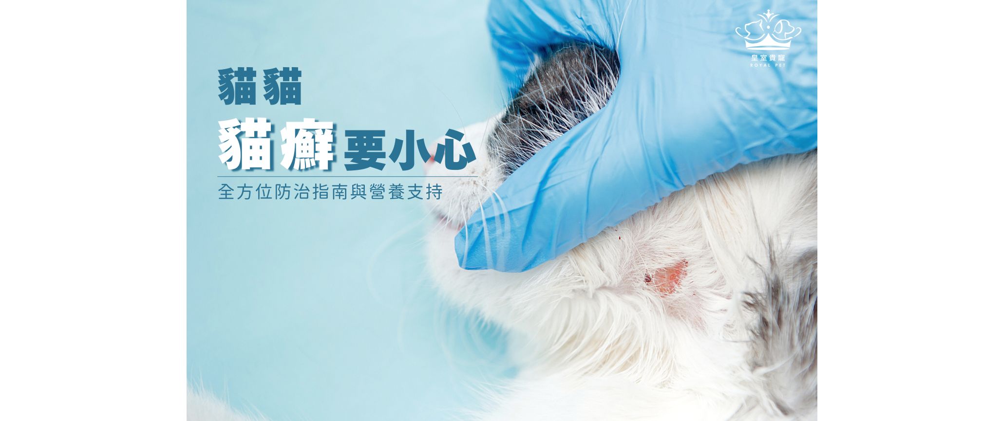 貓癬要小心!全方位防治指南與營養支持