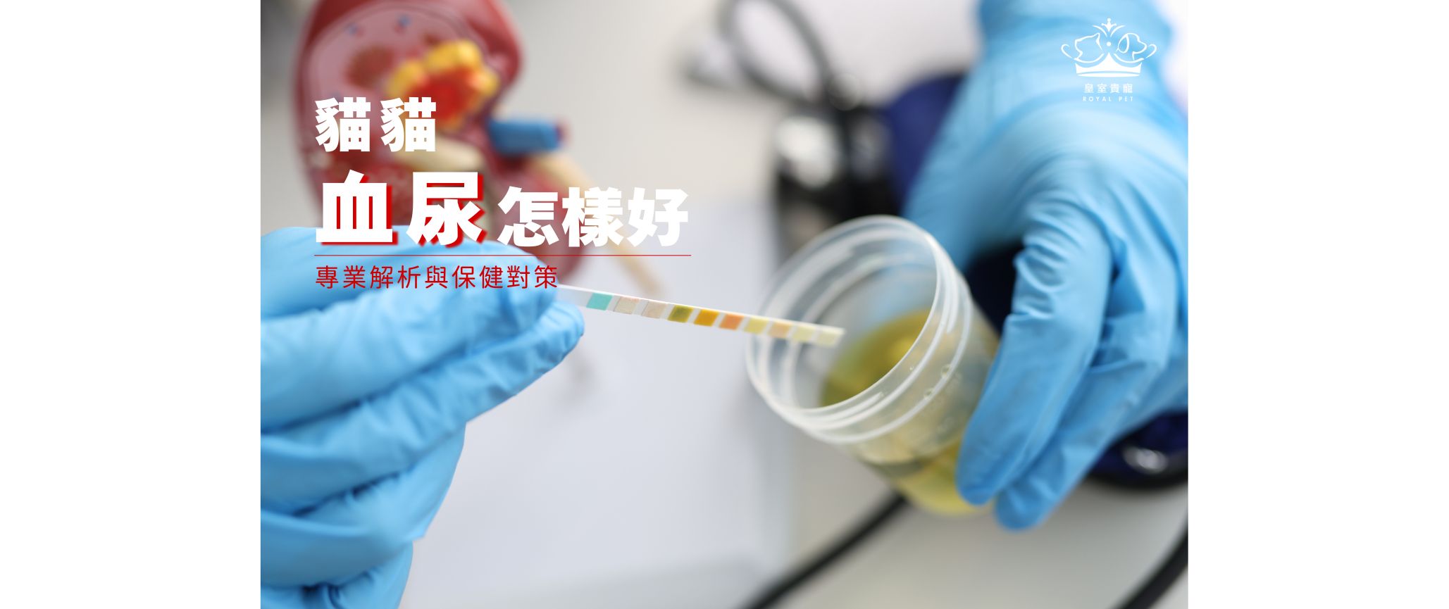 貓咪血尿怎樣好?|專業解析與保健對策