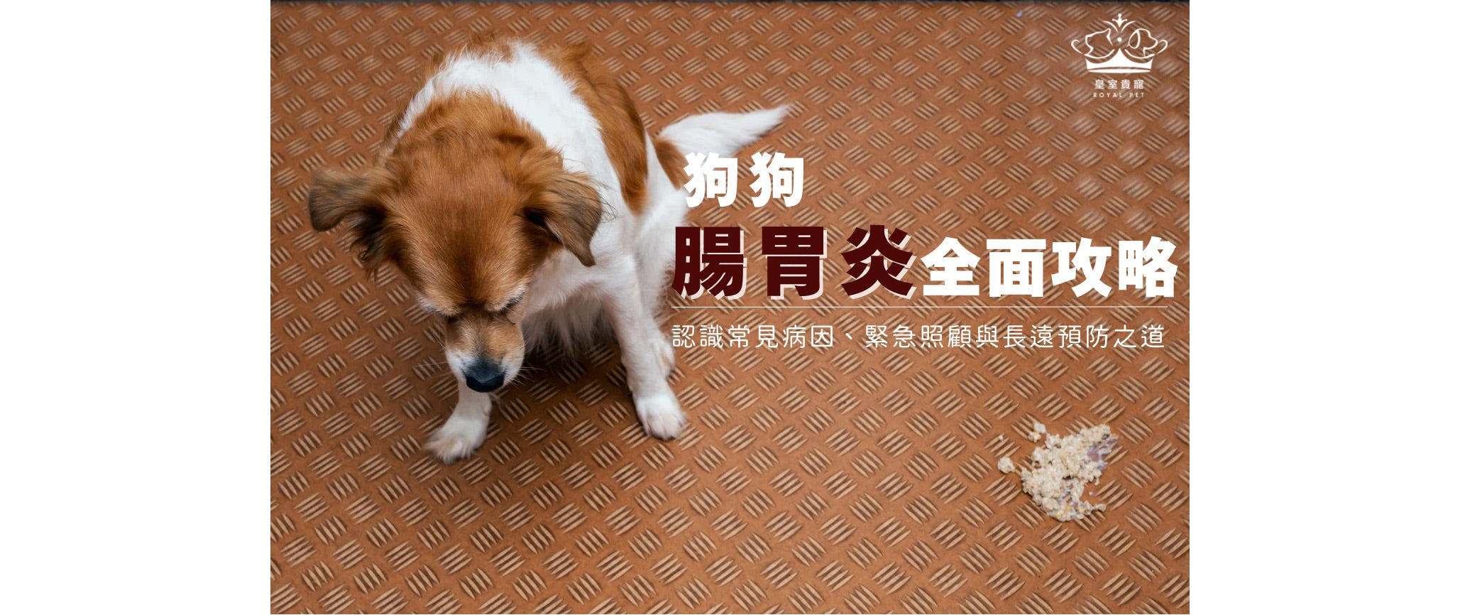 狗狗腸胃炎全面攻略|認識常見病因、緊急照顧與長遠預防之道
