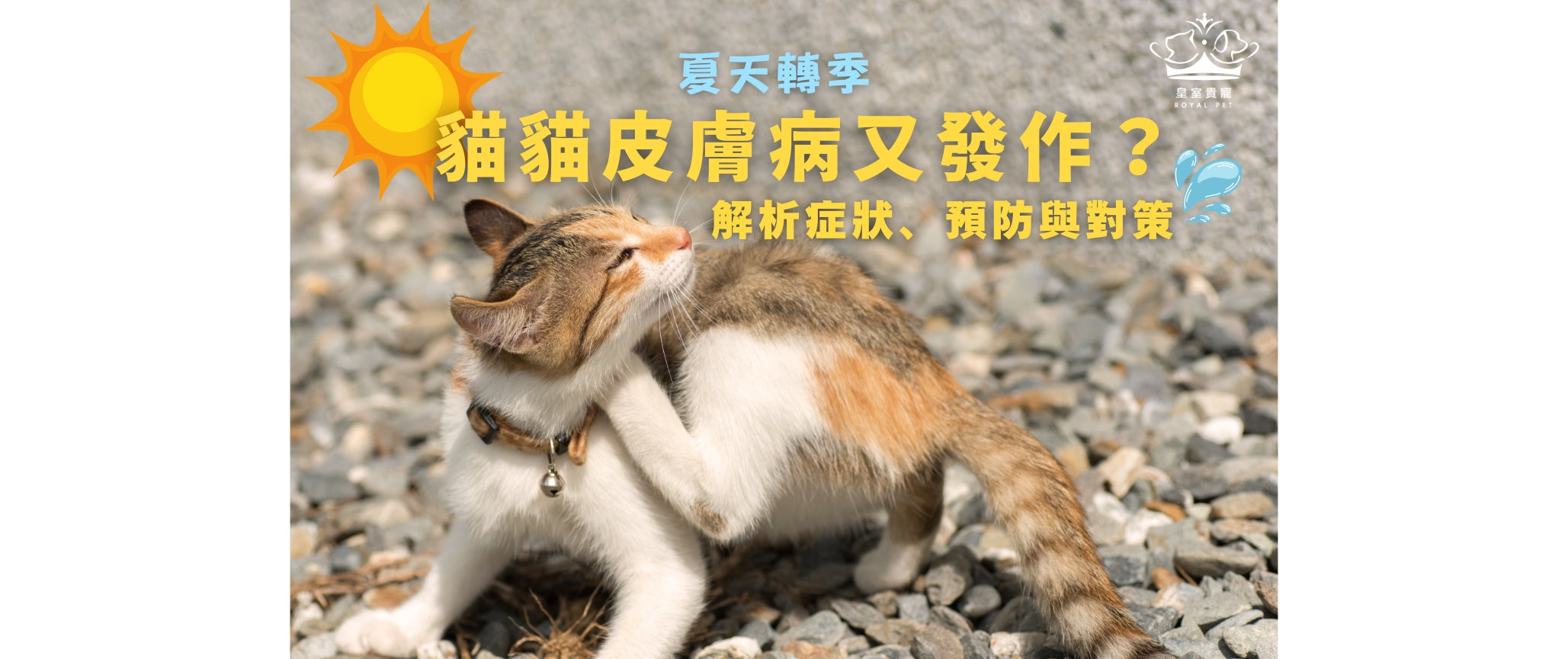 夏天轉季 | 貓貓皮膚病又發作?解析症狀、預防與對策