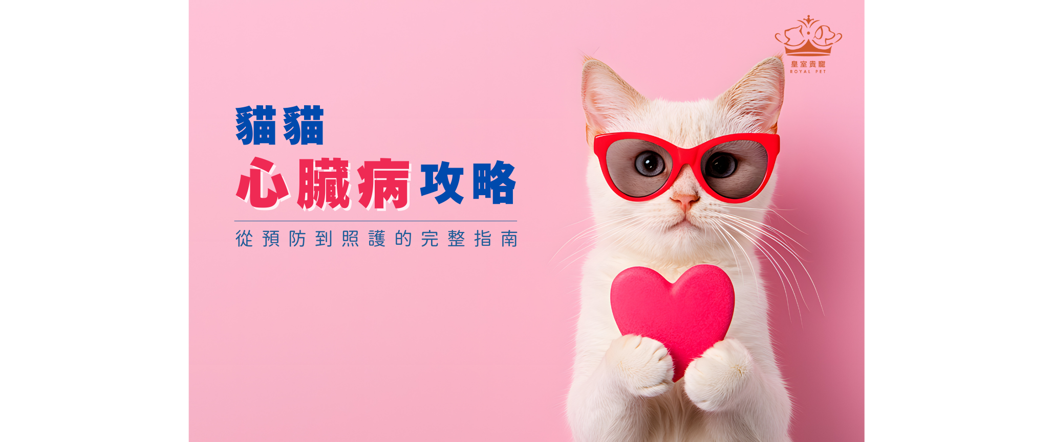 貓貓心臟病攻略|從預防到照護的完整指南
