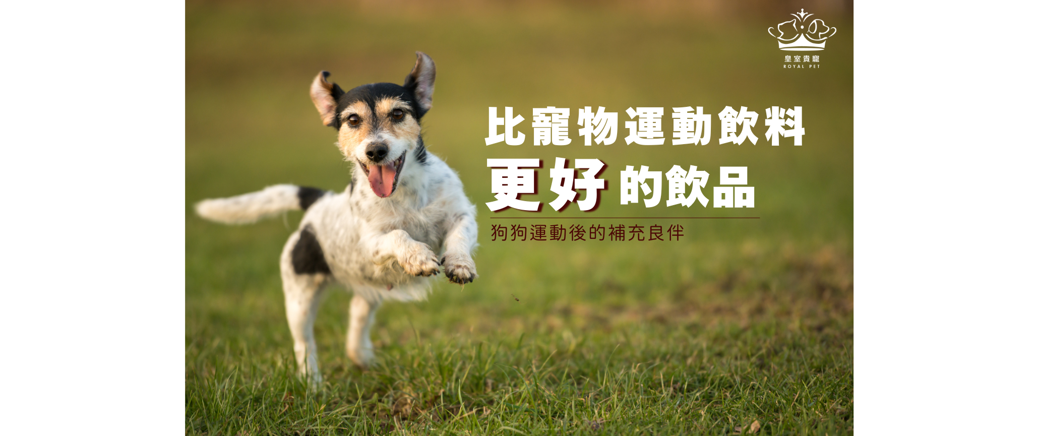 比寵物運動飲料更好的飲品|狗狗運動後的補充良伴