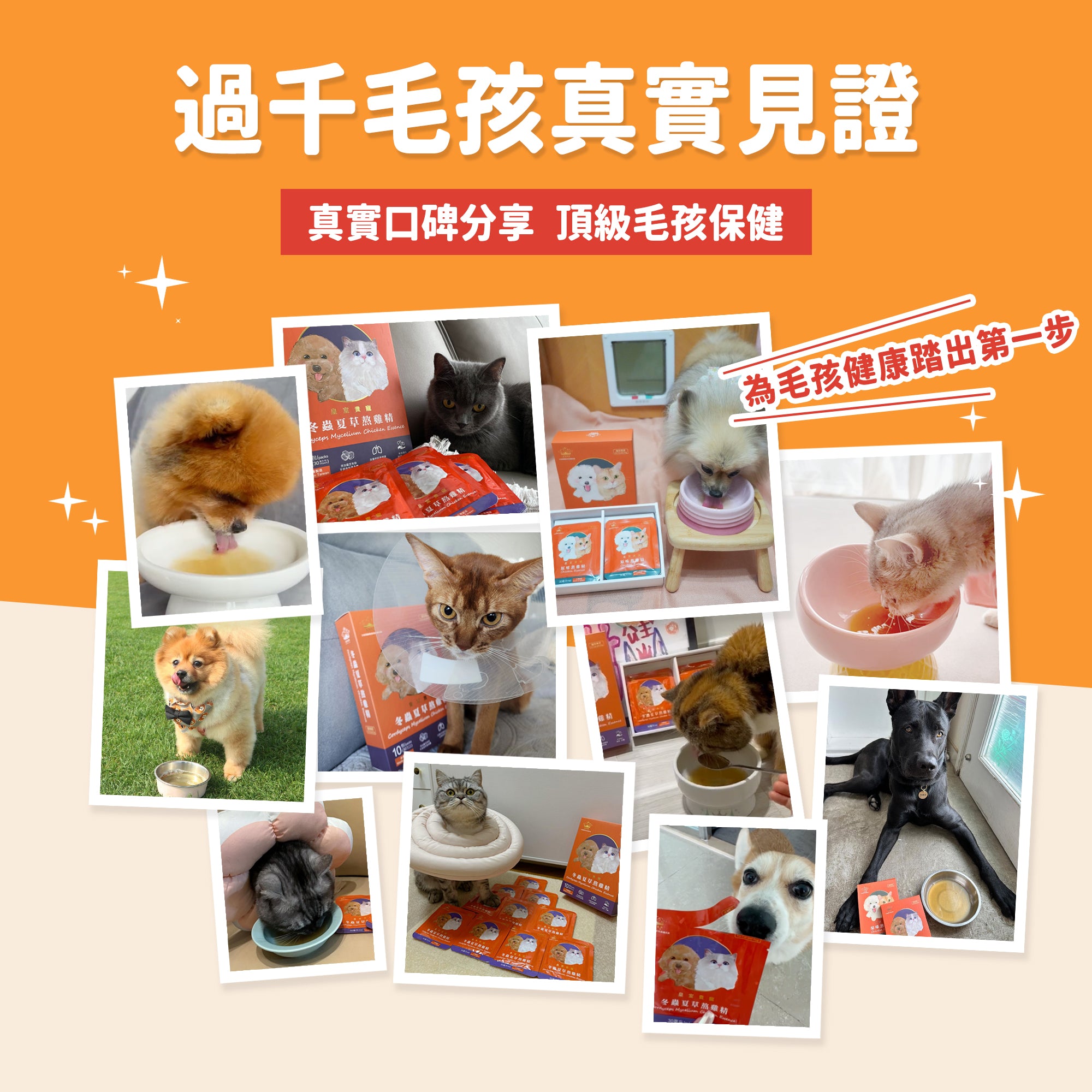 限時貓展優惠|冬蟲夏草熬雞精 - 絕育手術前後及年老補身必備