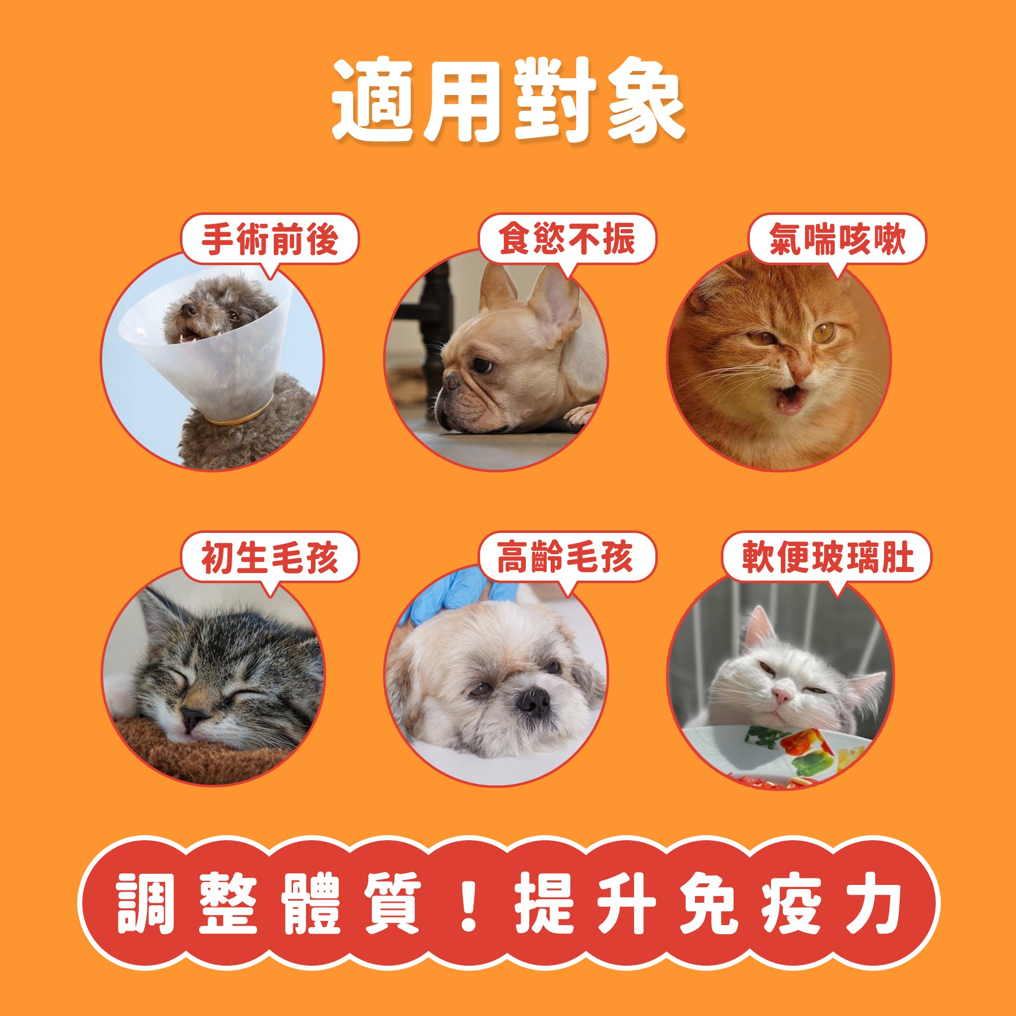 限時貓展優惠|原味熬雞精 + 冬蟲夏草熬雞精 【2盒裝】