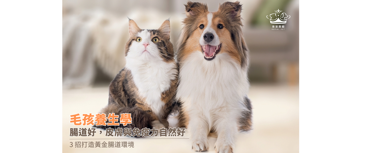 毛孩養生學 | 腸道好，皮膚與免疫力自然好！3招打造寵物「黃金腸道環境」