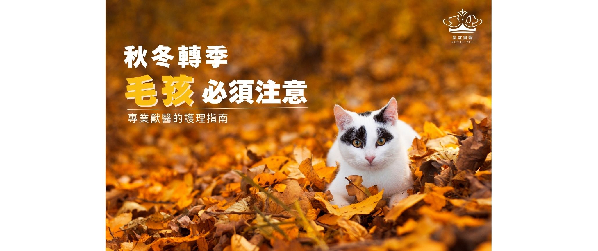 秋冬轉季⚠️毛孩必須注意｜專業獸醫的護理指南