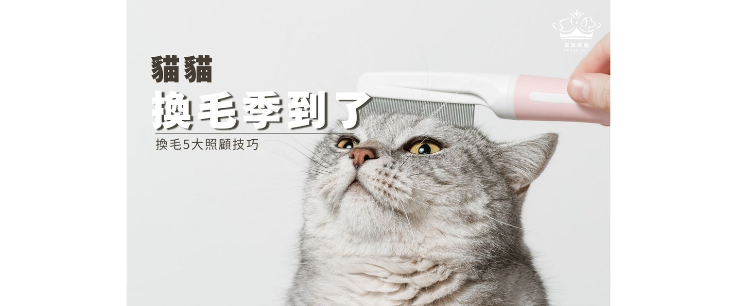 換毛季到了 | 貓貓換毛5大照顧技巧
