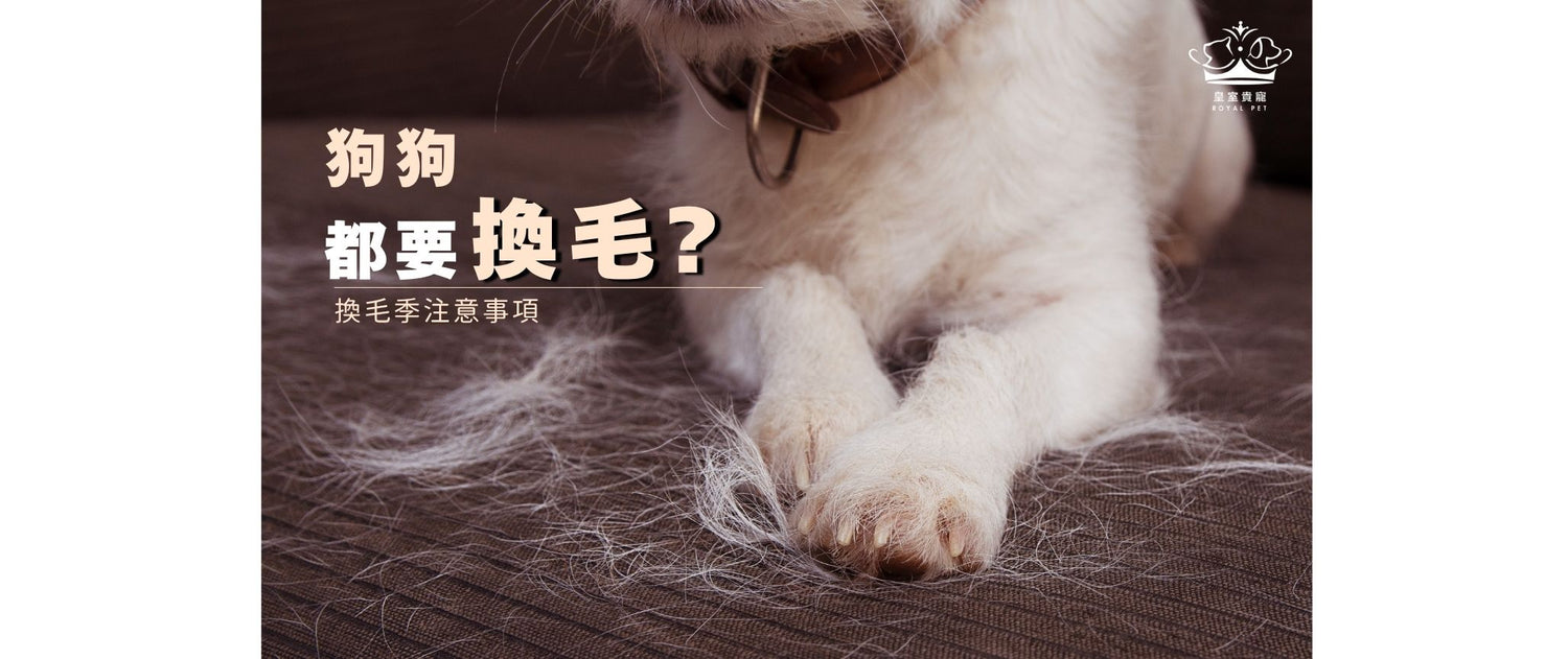 狗狗都要換毛？換毛季注意事項