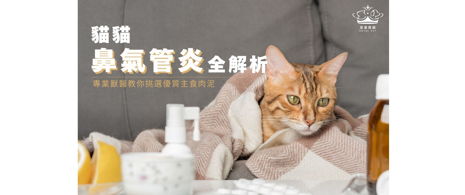 貓鼻氣管炎全解析｜專業獸醫的預防與照護指南
