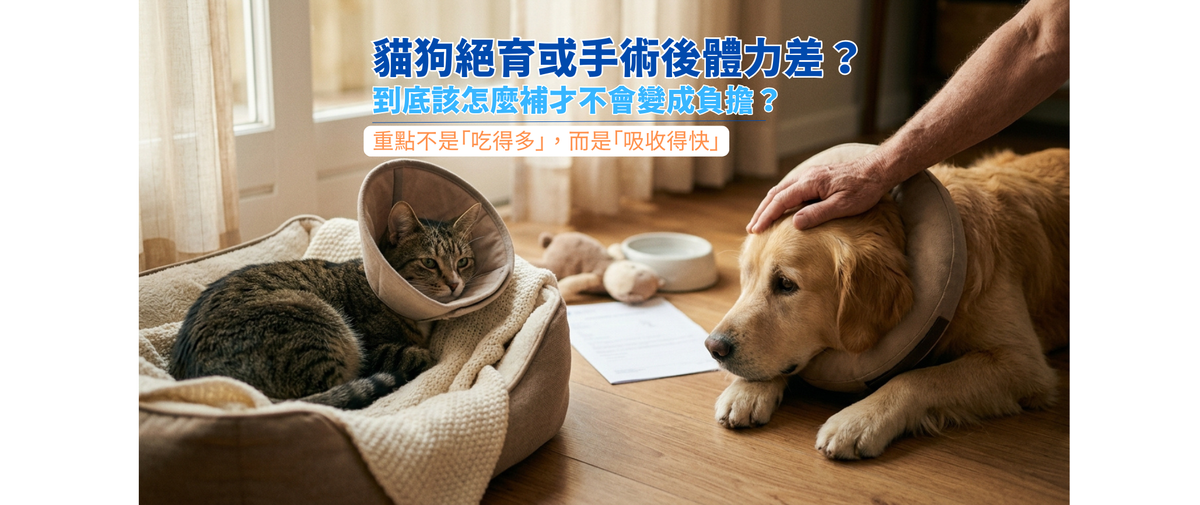 貓狗絕育或手術後體力差？到底該怎麼補才不會變成負擔？