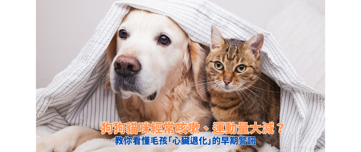 狗狗貓咪經常咳嗽、運動量大減？教你看懂毛孩「心臟退化」的早期警訊