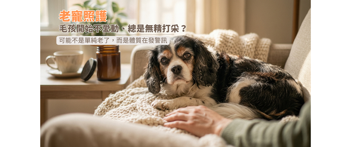 【老寵照護】毛孩開始不愛動、總是無精打采？可能不是單純老了，而是體質在發警訊