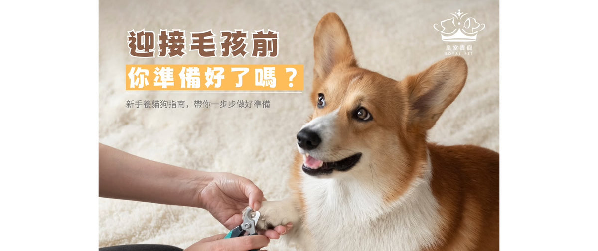 迎接毛孩前，你準備好了嗎？