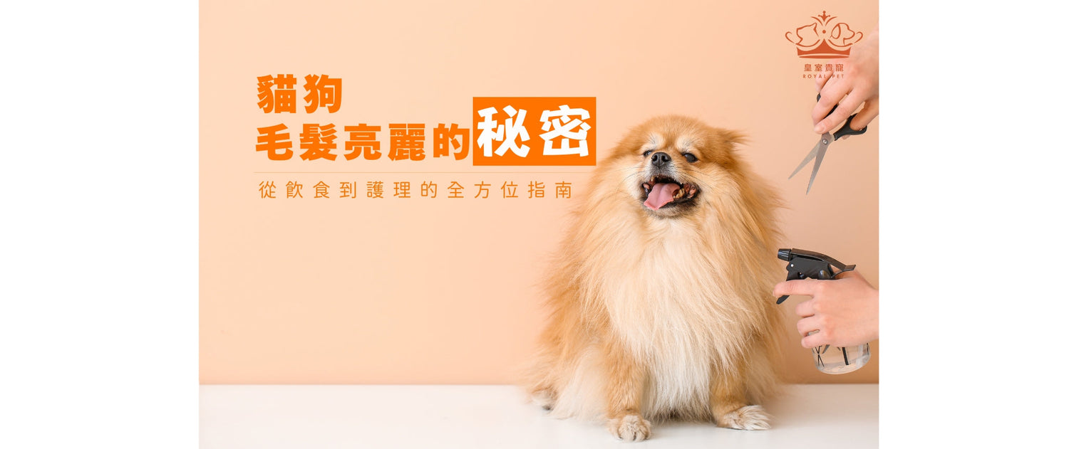 貓狗毛髮亮麗的秘密｜從飲食到護理的全方位指南