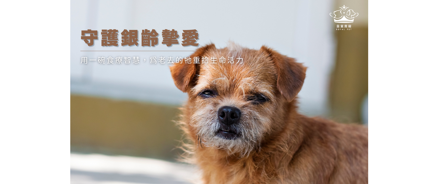 守護銀齡摯愛：用一碗食療智慧，為老去的牠重拾生命活力