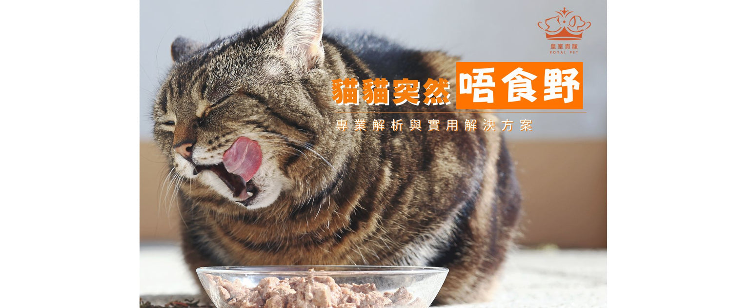 貓貓突然唔食野？專業解析與實用解決方案