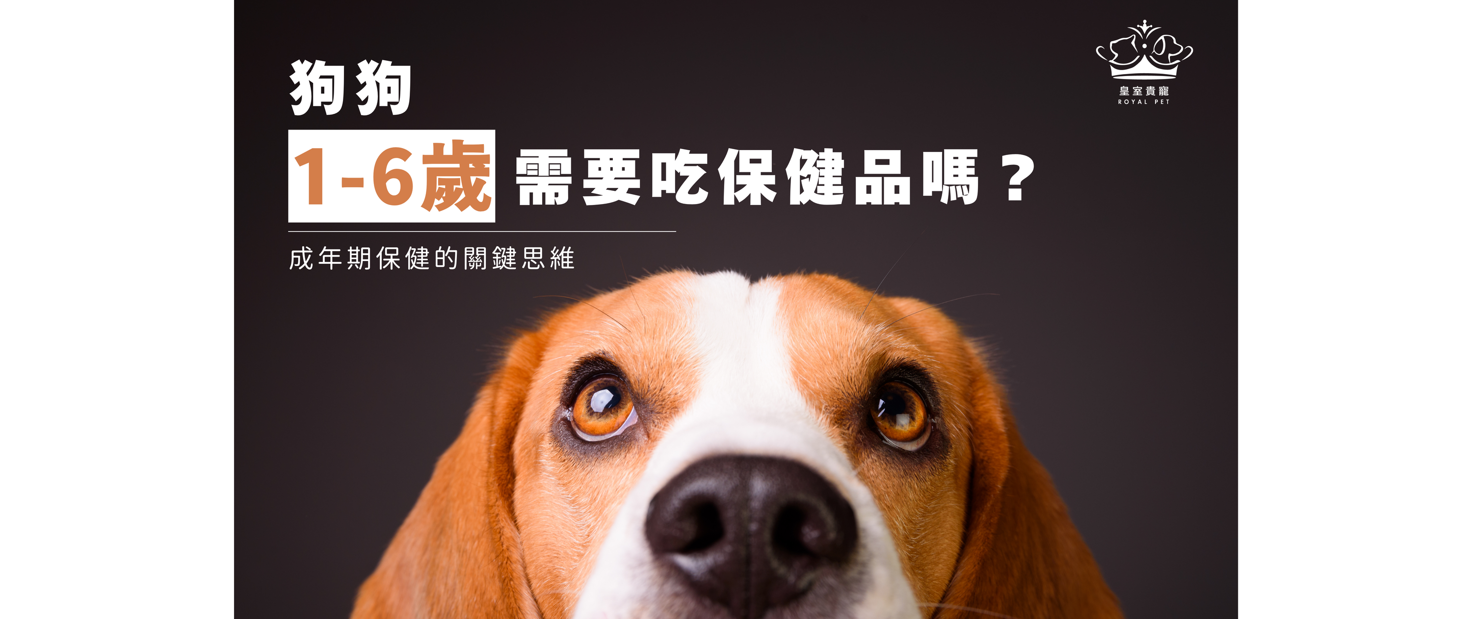 1-6歲的狗狗需要吃保健品嗎？成年期保健的關鍵思維