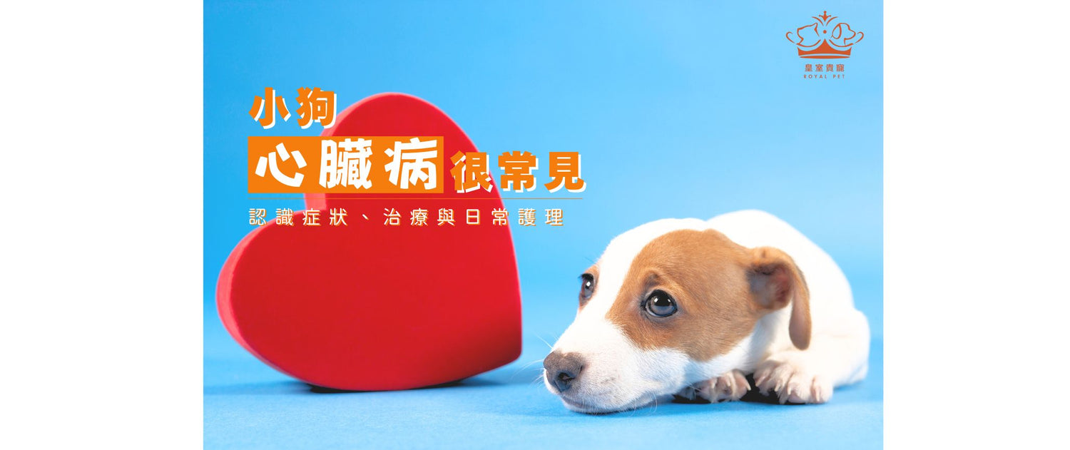 小狗心臟病很常見？認識症狀、治療與日常護理