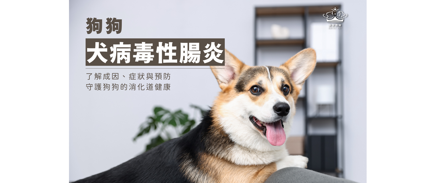 犬病毒性腸炎 | 了解成因、症狀與預防，守護狗狗的消化道健康