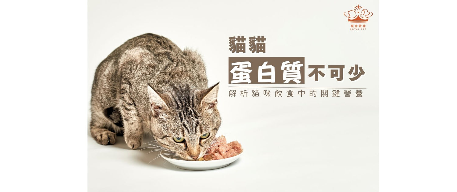 貓貓蛋白質不可少｜解析貓咪飲食中的關鍵營養