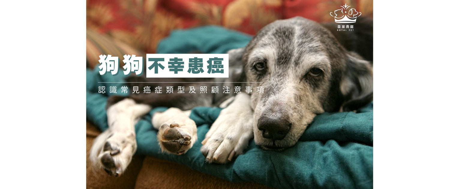 狗狗不幸患癌 | 認識常見癌症類型及照顧注意事項