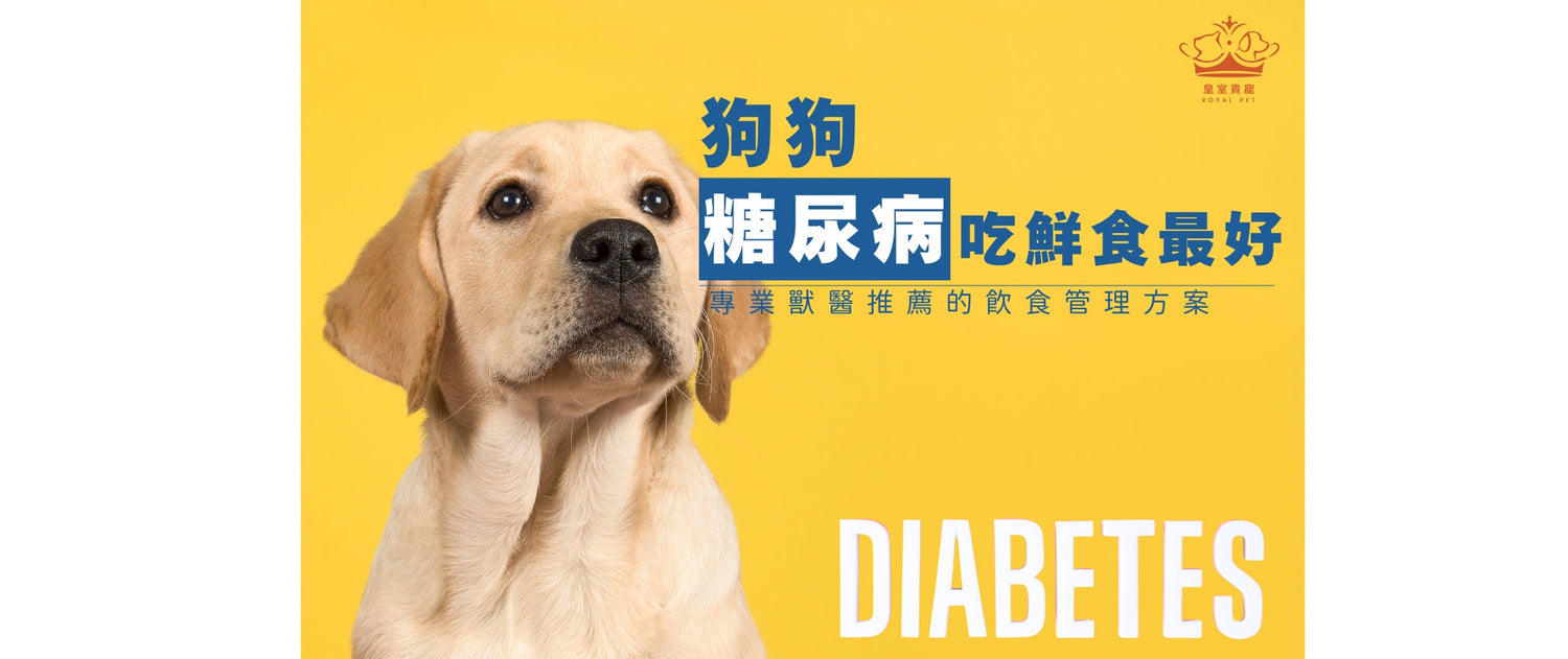 狗糖尿病吃鮮食最好｜專業獸醫推薦的飲食管理方案