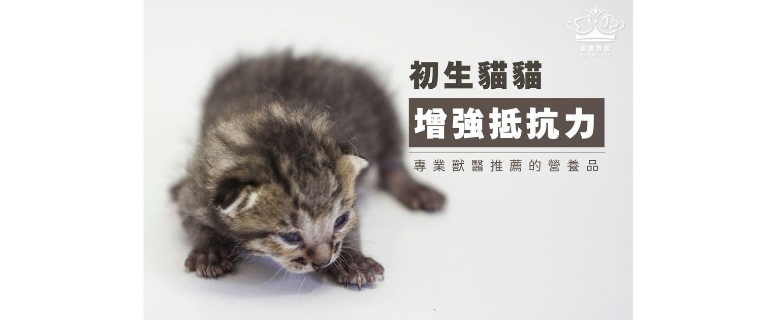 初生貓咪增強抵抗力｜專業獸醫推薦的營養品