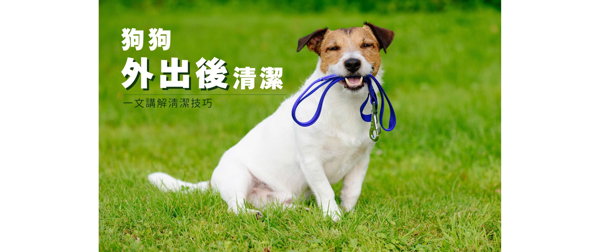 狗狗外出後清潔｜一文講解清潔技巧