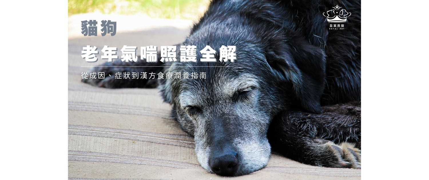 老年犬貓氣喘照護全解 | 從成因、症狀到漢方食療潤養指南