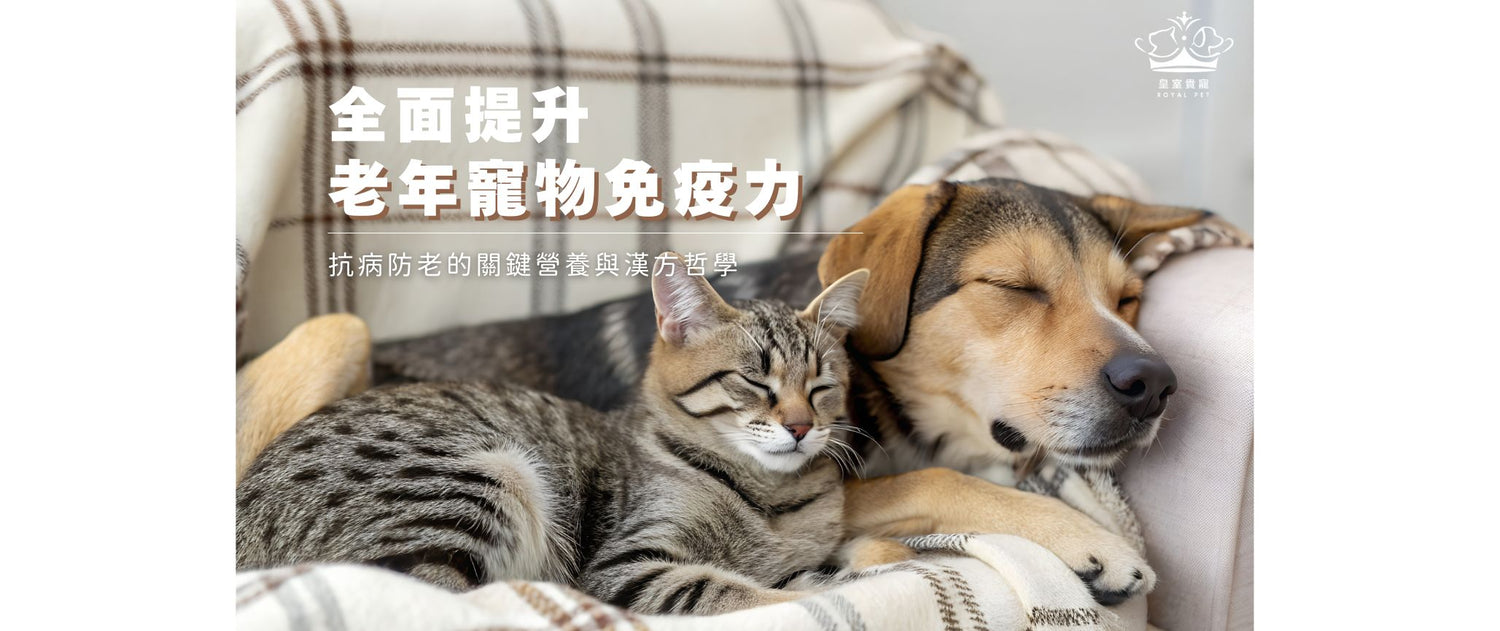 全面提升老年寵物免疫力：抗病防老的關鍵營養與漢方哲學
