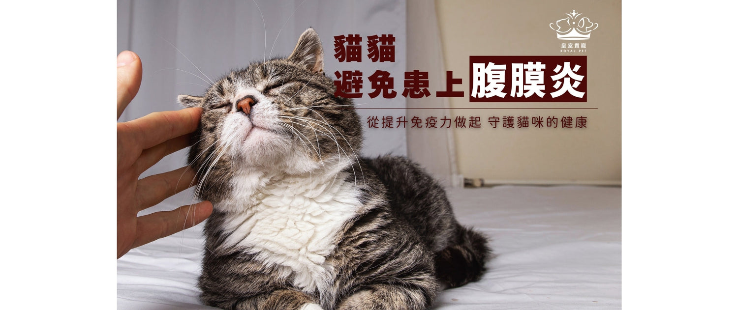避免患上貓腹膜炎 | 從提升免疫力做起，守護貓咪的健康防線