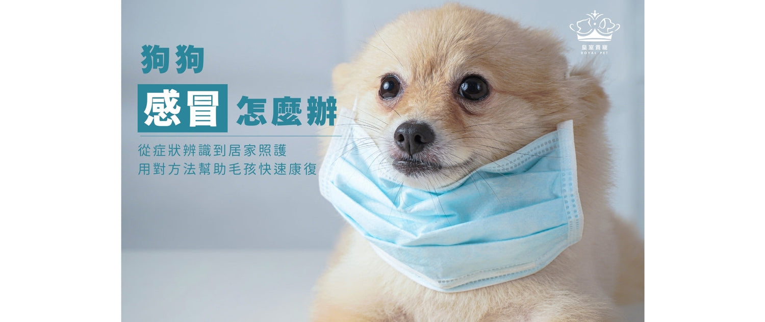 狗狗感冒怎麼辦？從症狀辨識到居家照護，用對方法幫助毛孩快速康復