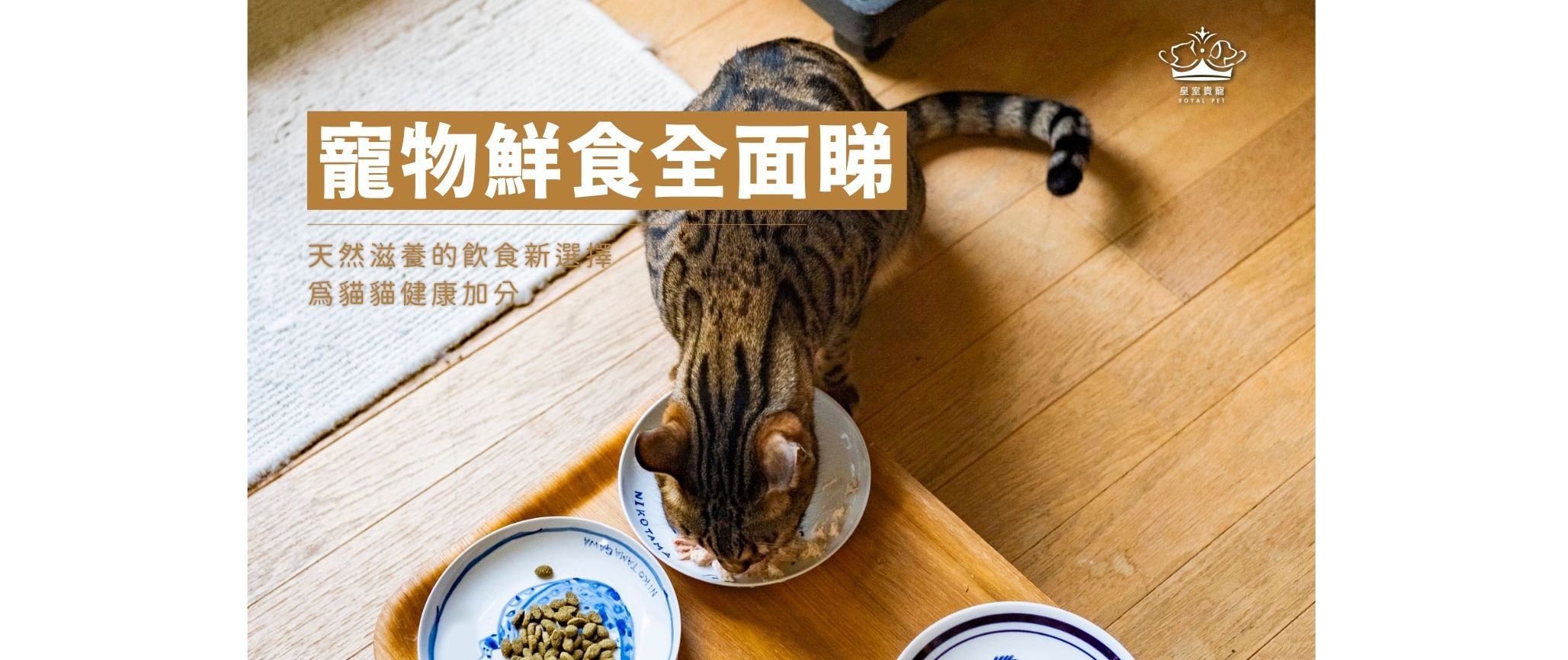寵物鮮食全面睇 | 天然滋養的飲食新選擇，為貓貓健康加分