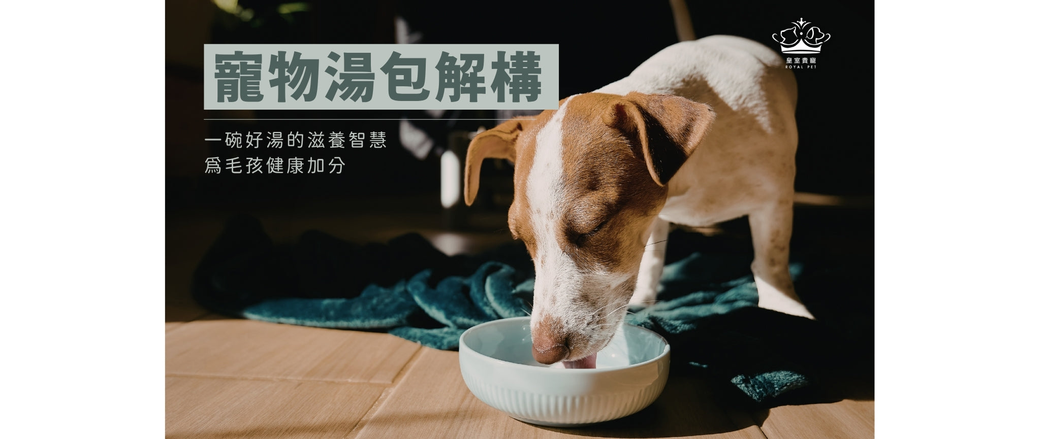 寵物湯包全面解構 | 一碗好湯的滋養智慧，為毛孩健康加分