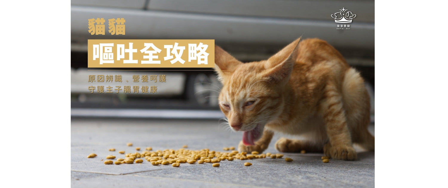 貓貓嘔吐全攻略 | 原因辨識﹑營養呵護﹑守護主子腸胃健康