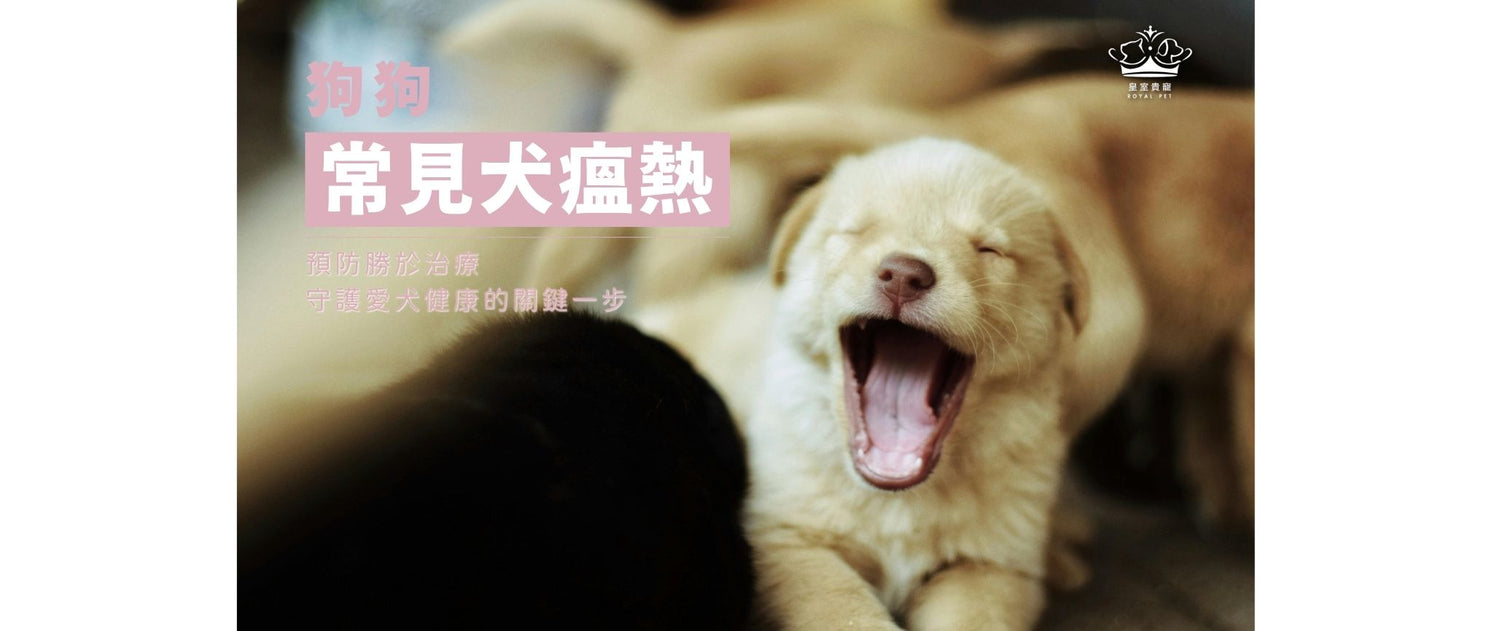 狗狗常見犬瘟熱｜預防勝於治療，守護愛犬健康的關鍵一步