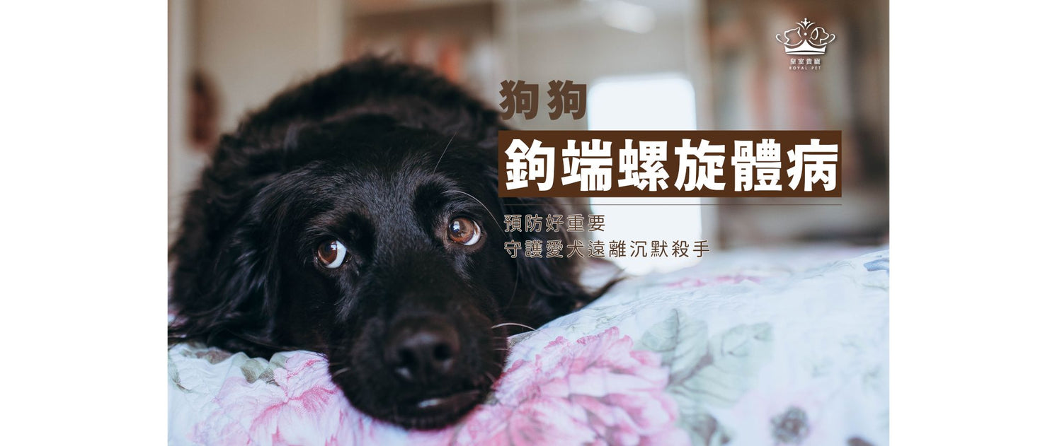狗狗鉤端螺旋體病｜預防好重要，守護愛犬遠離沉默殺手