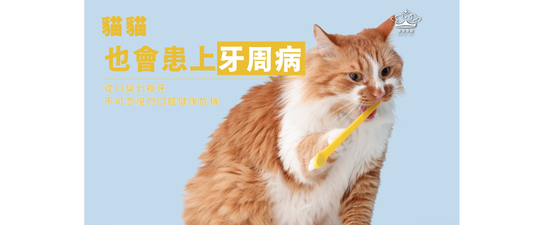 貓貓也會患上牙周病｜從口臭到掉牙，不可忽視的口腔健康危機