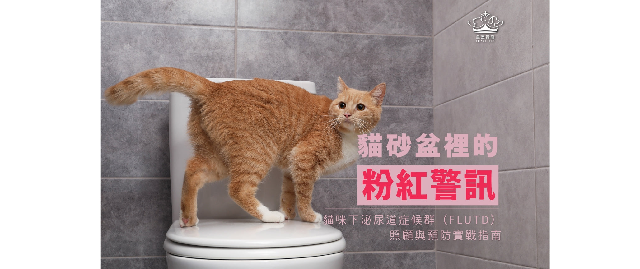 貓砂盆裡的粉紅警訊 | 貓咪下泌尿道症候群(FLUTD）照顧與預防實戰指南