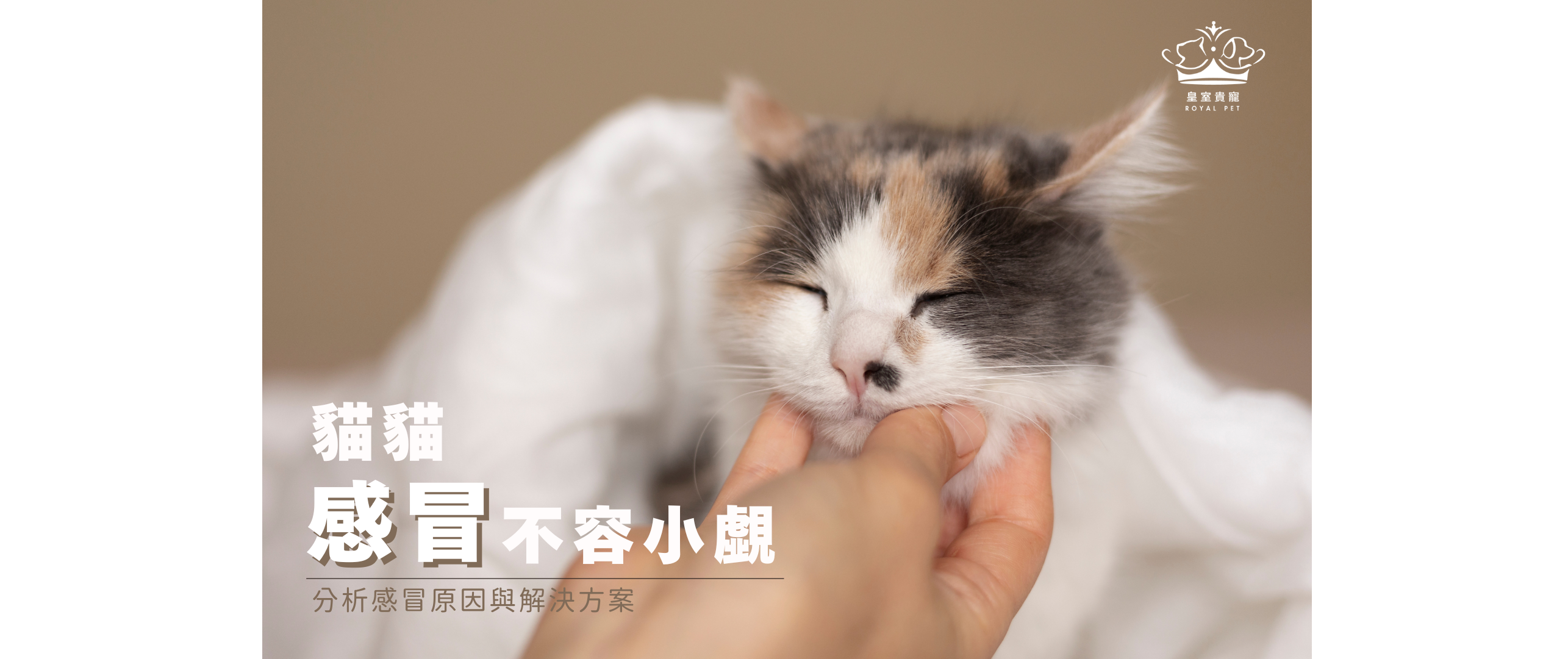 貓貓感冒不容小覷｜分析感冒原因與解決方案