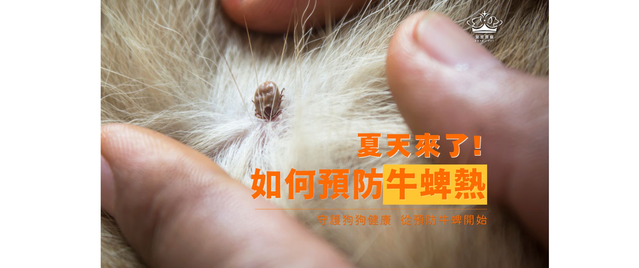夏天來了！如何預防牛蜱熱｜守護狗狗健康，從預防牛蜱開始