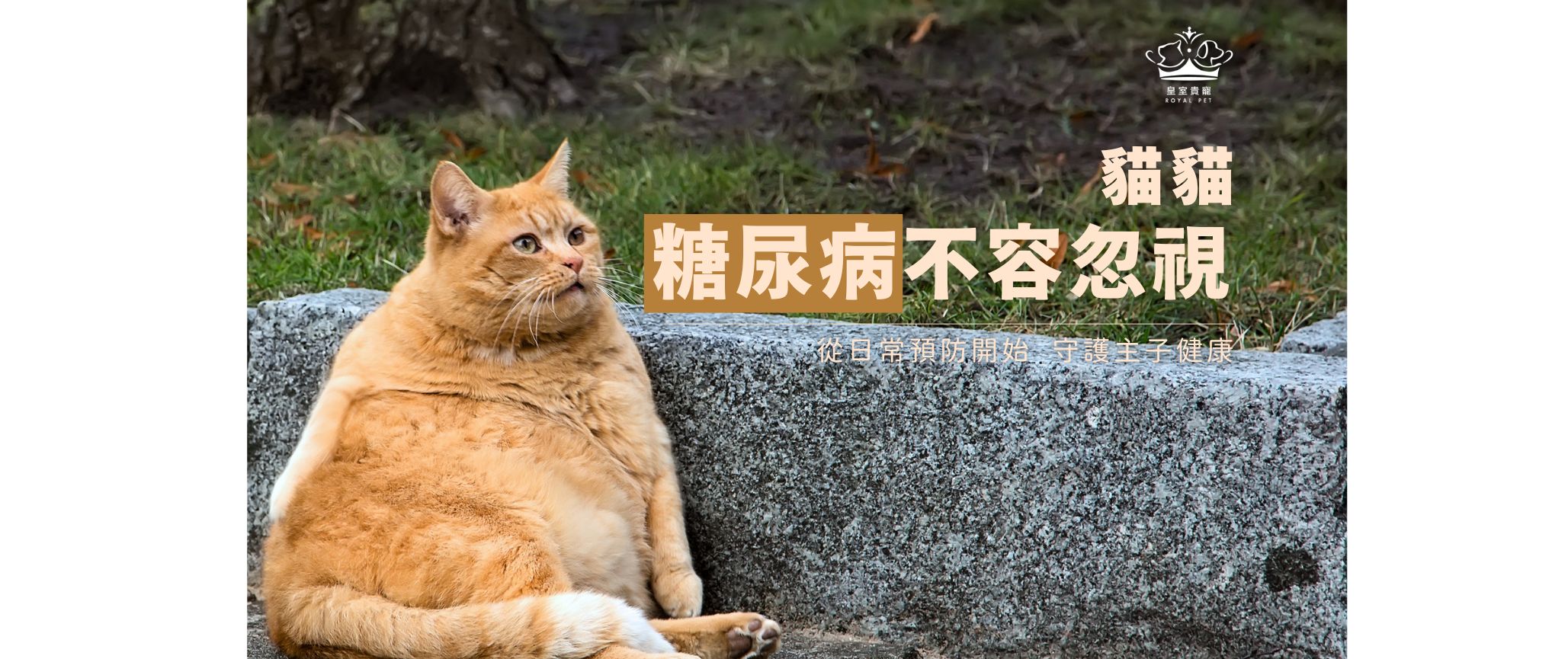 貓貓糖尿病不容忽視｜從日常預防開始，守護主子健康