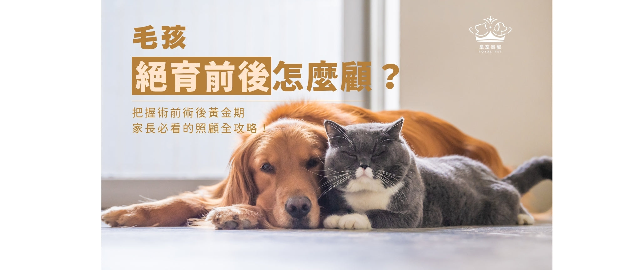 毛孩絕育前後怎麼顧？把握術前術後黃金期，家長必看的照顧全攻略！