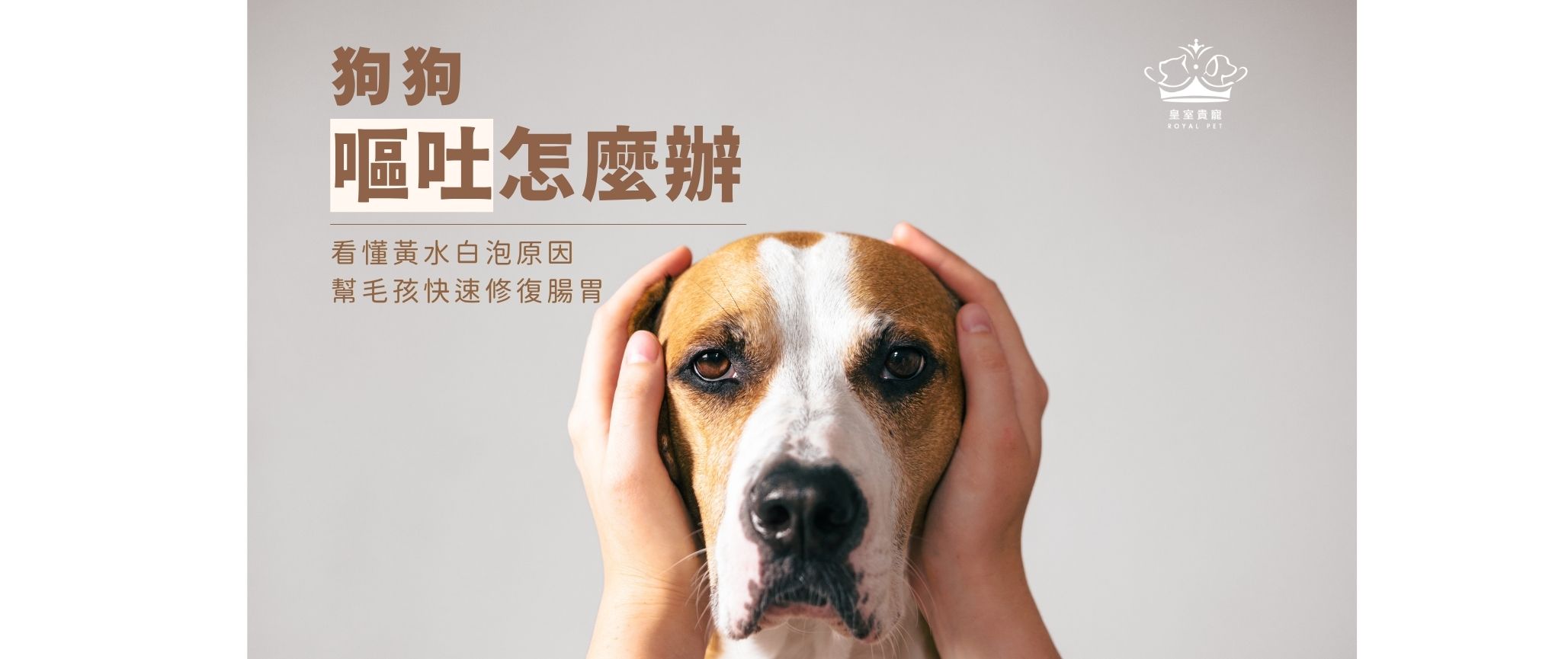 狗狗嘔吐怎麼辦？看懂黃水白泡原因，幫毛孩快速修復腸胃