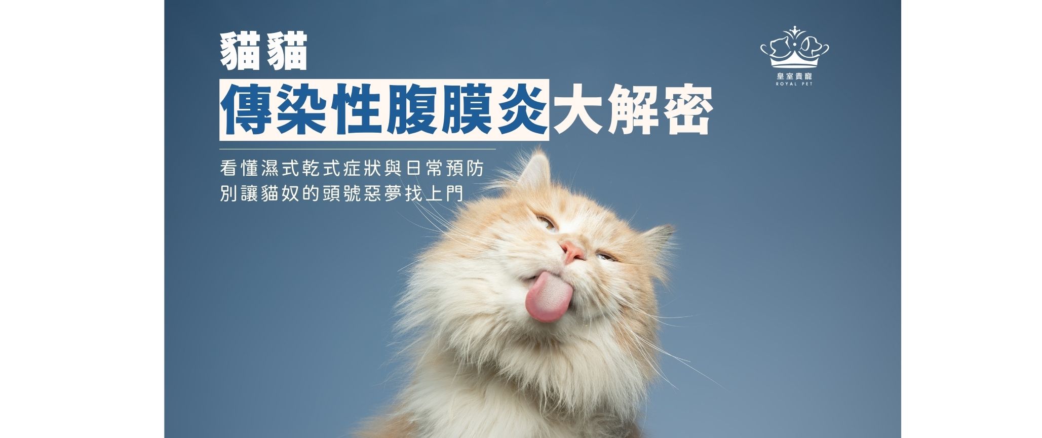 貓傳染性腹膜炎（FIP）大解密｜看懂濕式乾式症狀與日常預防，別讓貓奴的頭號惡夢找上門