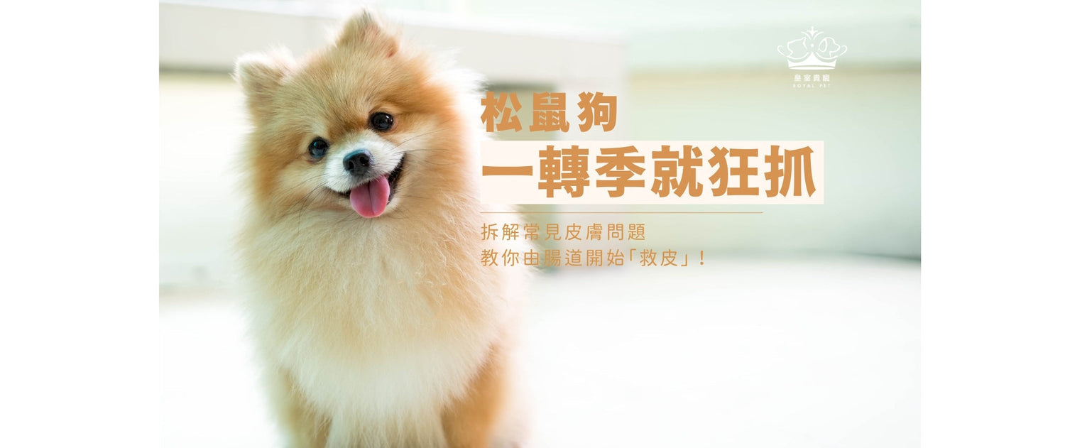 松鼠狗一轉季就狂抓？拆解常見皮膚問題，教你由腸道開始「救皮」！