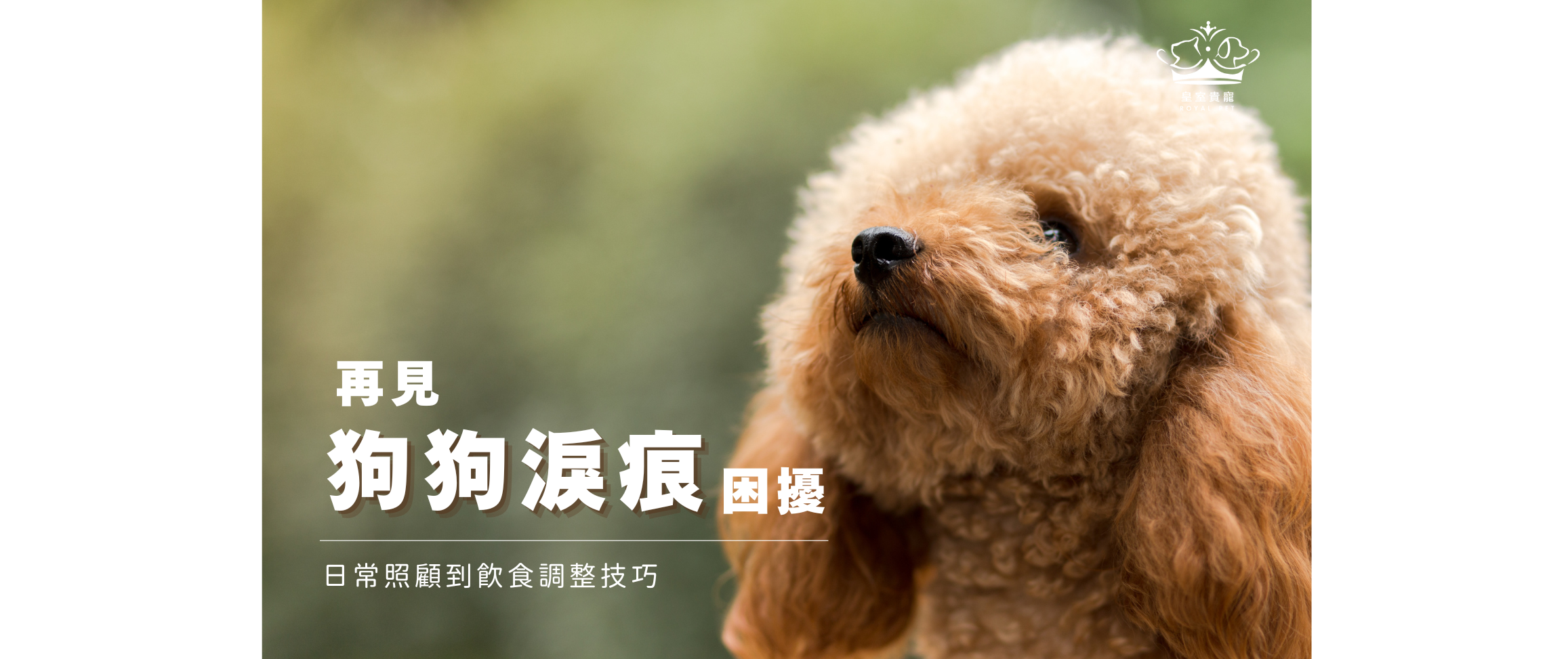 再見狗狗淚痕困擾｜日常照顧到飲食調整技巧